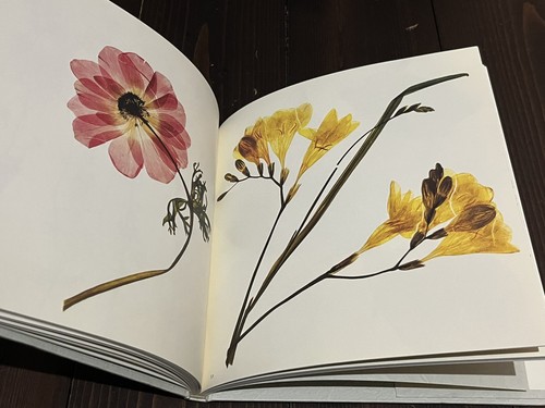 2009 1st edition flower photo - edition,