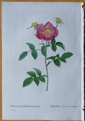 Redoute 1st edition original - redoute,