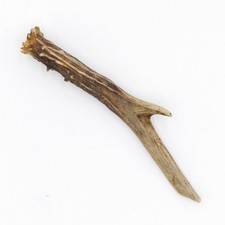 Bois de Cerf Longueur 16 CM