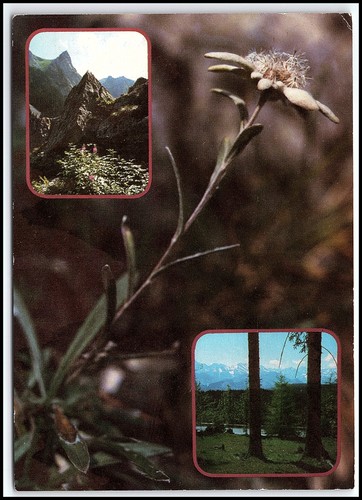 Carte postale ancienne