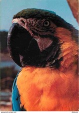 Animaux - Oiseaux - Perroquets Ara Ararauna - Château de Thoiry en Yvelines - Zo