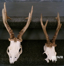 2  TROPHEES CHASSE MASSACRE