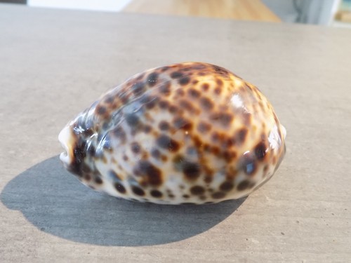 Coquillage new cypraea - new,