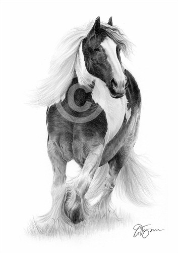 Horse gypsy cob - horse, drawing