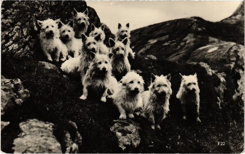 Cpa westies dogs - ak,