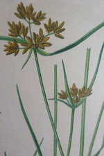 BOTANIQUE Fleur Planche