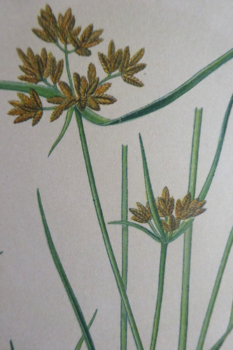 Botanique fleur planche - fleur,