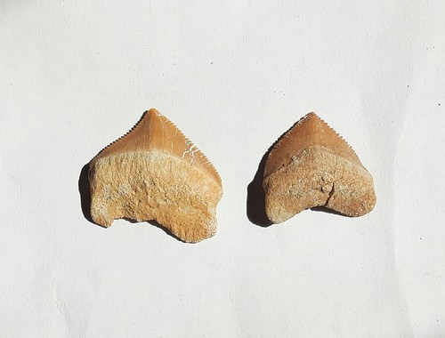 Lot dents requin - lot,