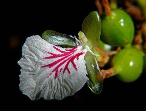 Graines cardamome semer - 20,