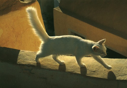 Carte postale les chats - , de