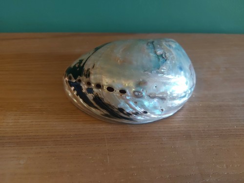 Coquillage haliotis
