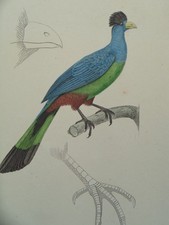 Gravure ancienne Oiseaux
