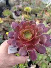 Aeonium "Blushing beauty" big
