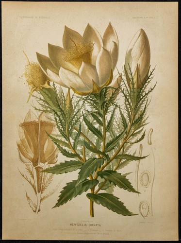 1891 étoile du - -,