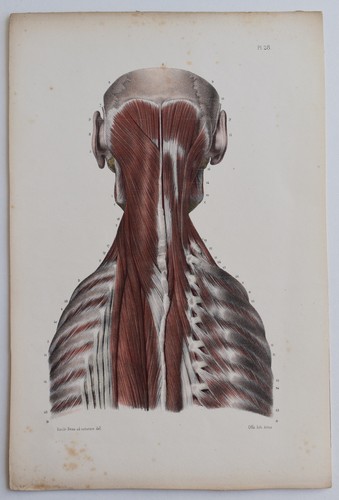 Anatomie myologie région - anatomie,