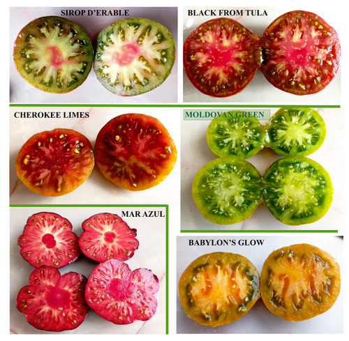 Graines tomates juteuses 10 - tomates,