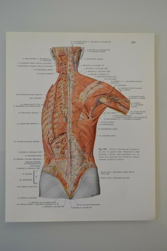 Planche anatomie humaine - d'anatomie,
