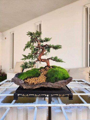 Bonsaï juniperus kishu - de, sur