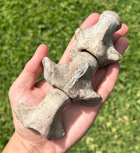 Fossil mosasaur vertebrae lot - mosasaur,