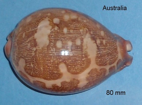 Cypraea mappa australia - ,