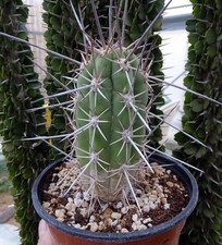 ECHINOPSIS COQUIMBANA