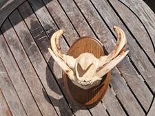 Trophée "museau" de phacochère #3