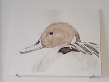 Canard Pilet AQUARELLE