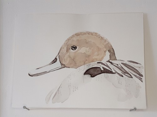 Canard pilet aquarelle - canard,
