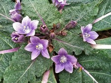 10 Seeds Mandragora