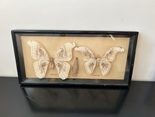 TAXIDERMIE ENTOMOLOGIE