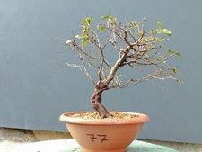 Bonsaï orme champêtre en pot 34 x 10 cm plante articulée arbre pré bonsaï...