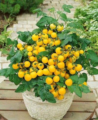 Pot gold micro - pot-o-gold, dwarf