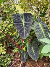 Colocasia glowing bones 1 - glowing, °