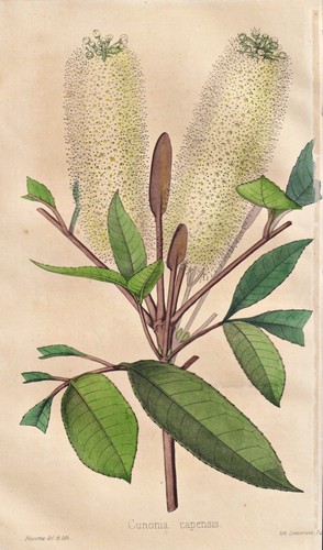 Cuillère beurre arbre - cuillère,
