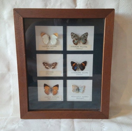 Ancien papillons monde - ancien,
