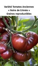 20 Graines récolte 2024