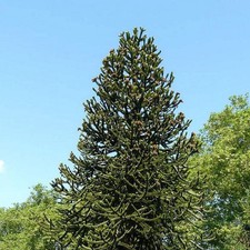 Araucaria araucana -