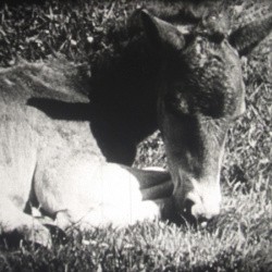 Film poney d - film,