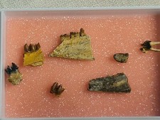 Lot de dents de Cainotherium lintillae 2