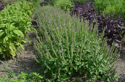 Kapoor tulsi basil ocimum - kapoor,