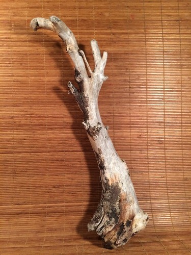 Beautiful driftwood piece - 25",