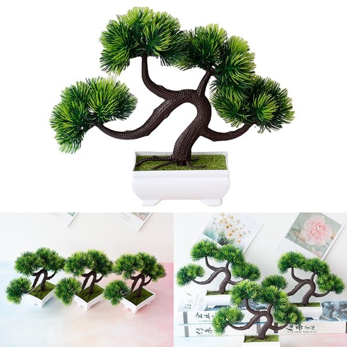 Plante bonsaï pot - plante, en