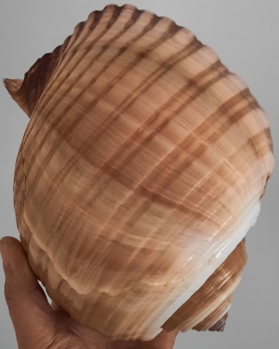Curiosité coquillage - ,coquillage,