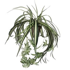 Mica Decorations Plante artificielle chlorophytum - H45 cm - Vert