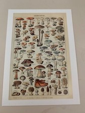 CARTE POSTALE 15X10 STYLE VINTAGE AFFICHE ECOLE LES CHAMPIGNONS