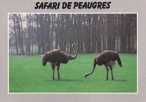 Peaugres safari - peaugres,