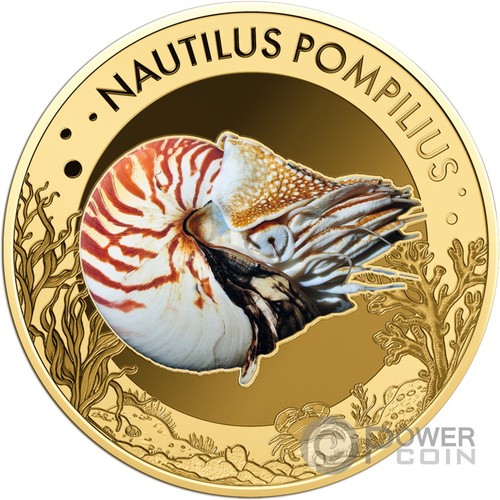 Chambered nautilus sea - nautilus,
