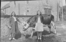 a la campagne traite des vaches / ANCIENS NEGATIFS PHOTOS :  1940/50