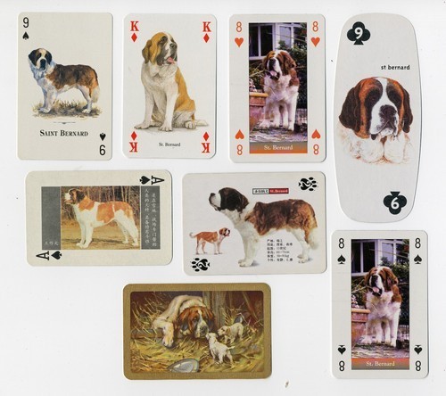 Saint bernard collection - saint, of