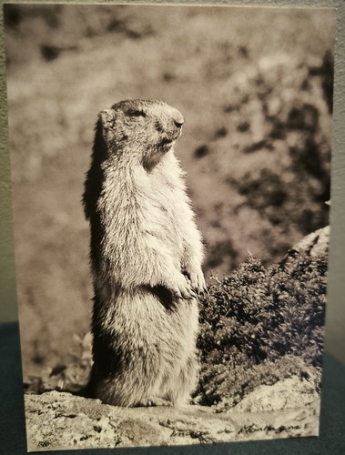 Carte postale marmotte